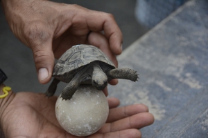 Schildpaddenopvang Villamil