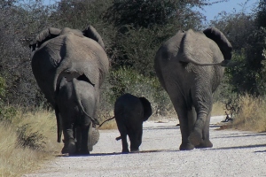 Olifanten nabij Namutoni