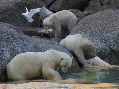 IJsberen bij een dode potvis