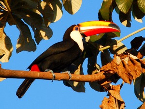 De prachtige Toco toucan