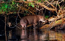 Overzwemmende tapir