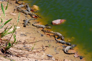 Pantanal - Jonge kaaimannen 