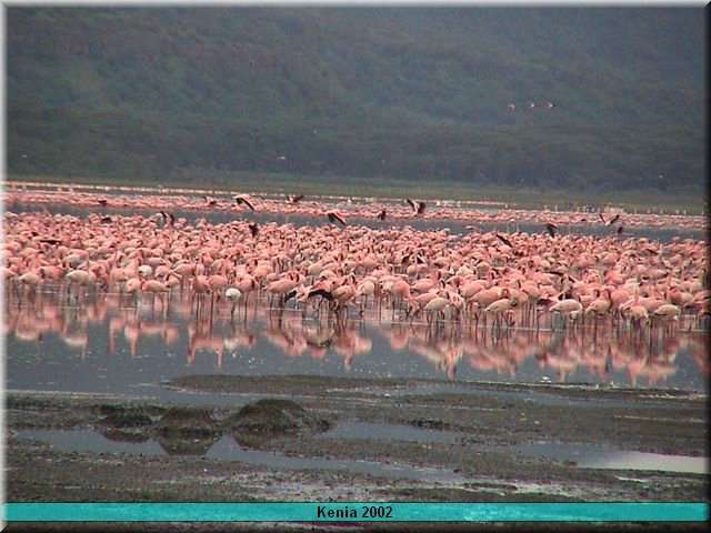 02 Nakuru - Flamingo1