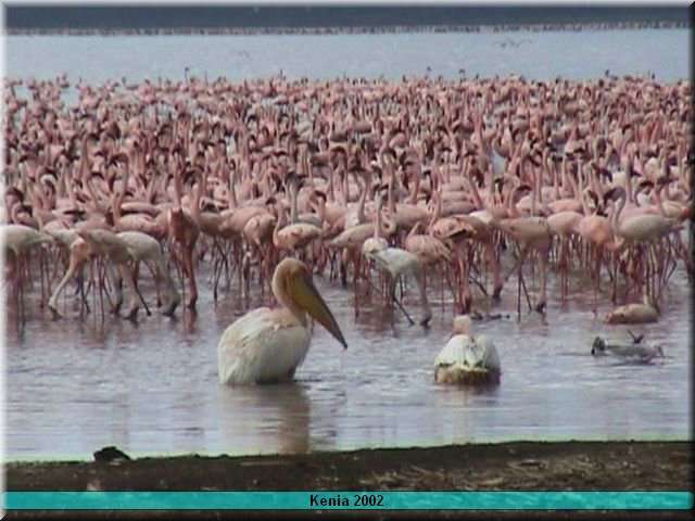 07 Nakuru - Flamingo5