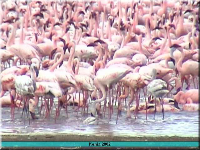 08 Nakuru - flamingo3
