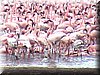 08 Nakuru - flamingo3.JPG