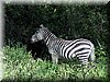 13 Nakuru - Zebra.JPG