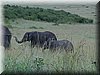 20 MasaiMara - Olifanten.jpg