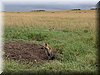 26 MasaiMara - Hyenahol1.jpg