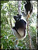 Madagascar10790.JPG