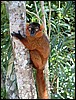 Madagascar90460.JPG