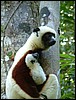 Madagascar91140.jpg
