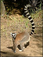Madagascar62080.JPG
